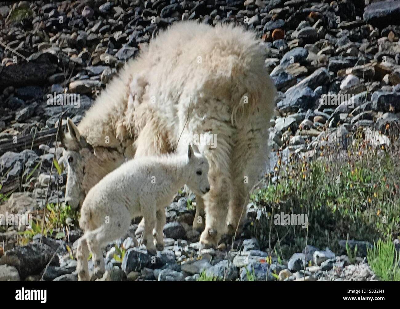 Tierwelt von Nordamerika, Bergziege, (Oreamnos americanus), Rocky Mountain Goat, Ewe, Kid Stockfoto