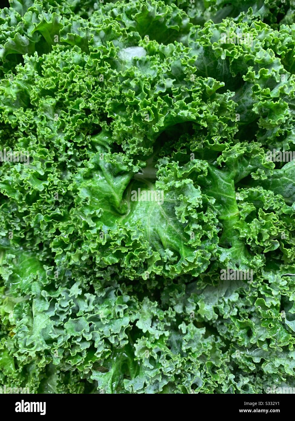 Schöne frische grüne Kale Stockfoto