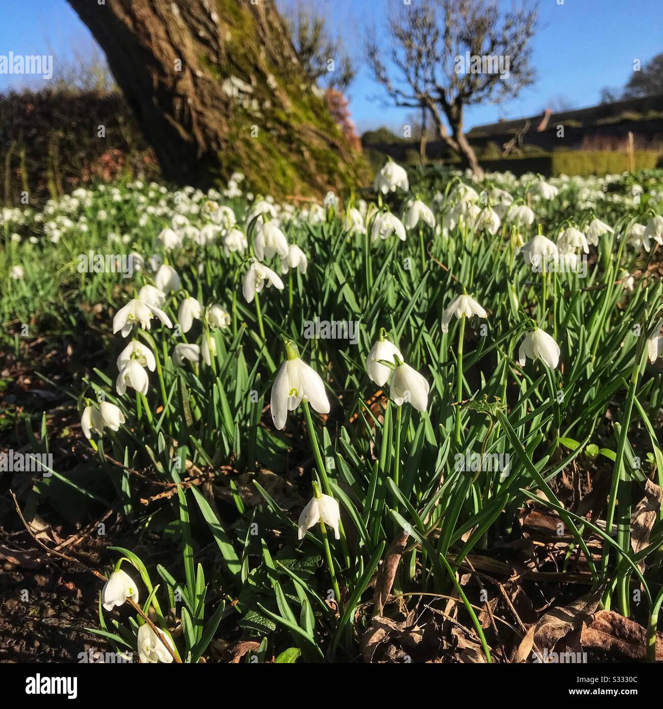 Schneefall blüht im Februar Sonnenschein in einem Garten in Großbritannien - Smartphone-aufgenommenes Stockfoto