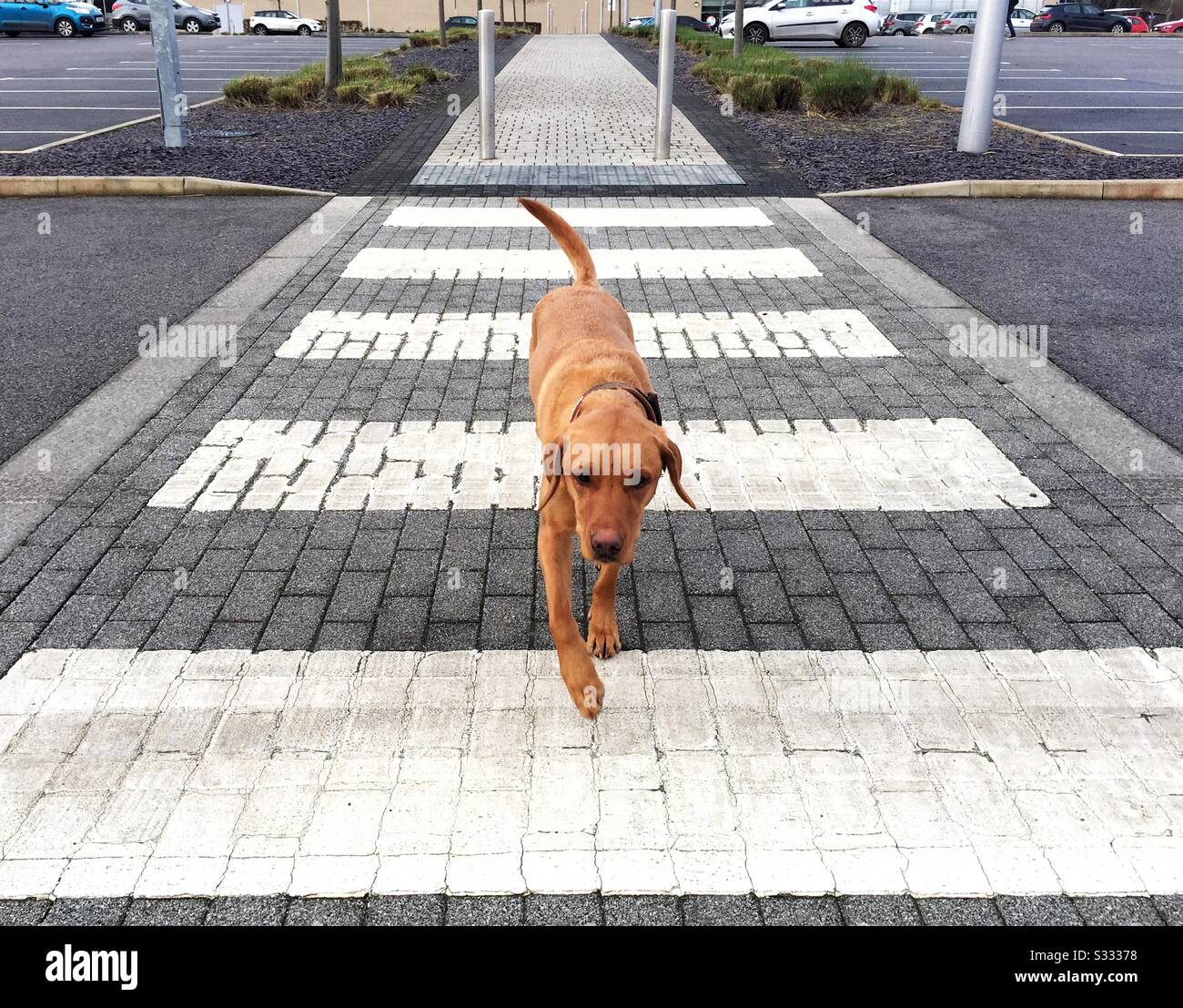 Ein gelber Labrador Retriever Hund, der eine belebte Straße über einen Zebraübergang oder eine Fußgängerüberfahrt in einer Umgebung der Stadt überquert, während er den Highway Code lernt Stockfoto