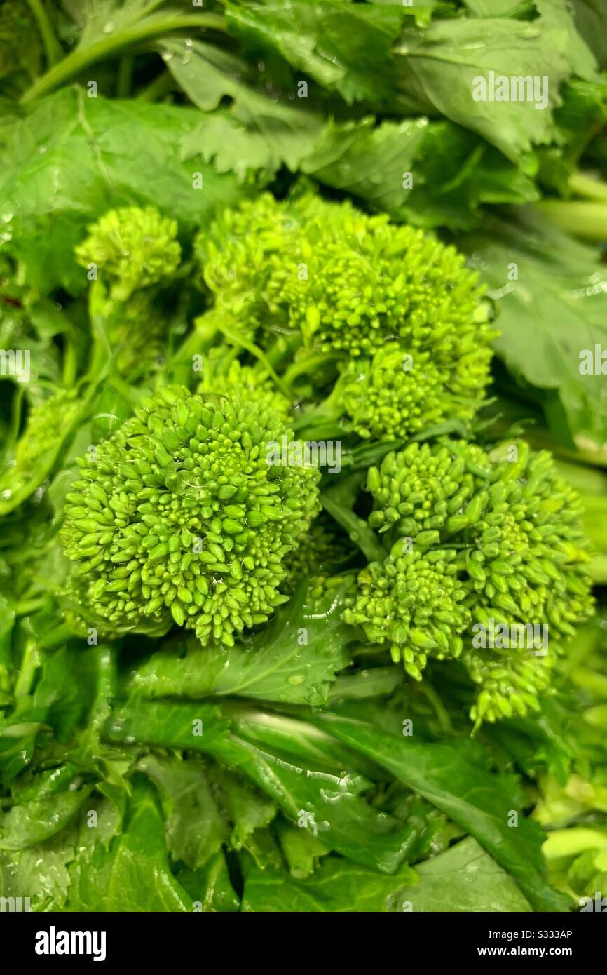 Brassica rapa, Rapini, Broccoli rabe, mediterrane Produkte Stockfoto