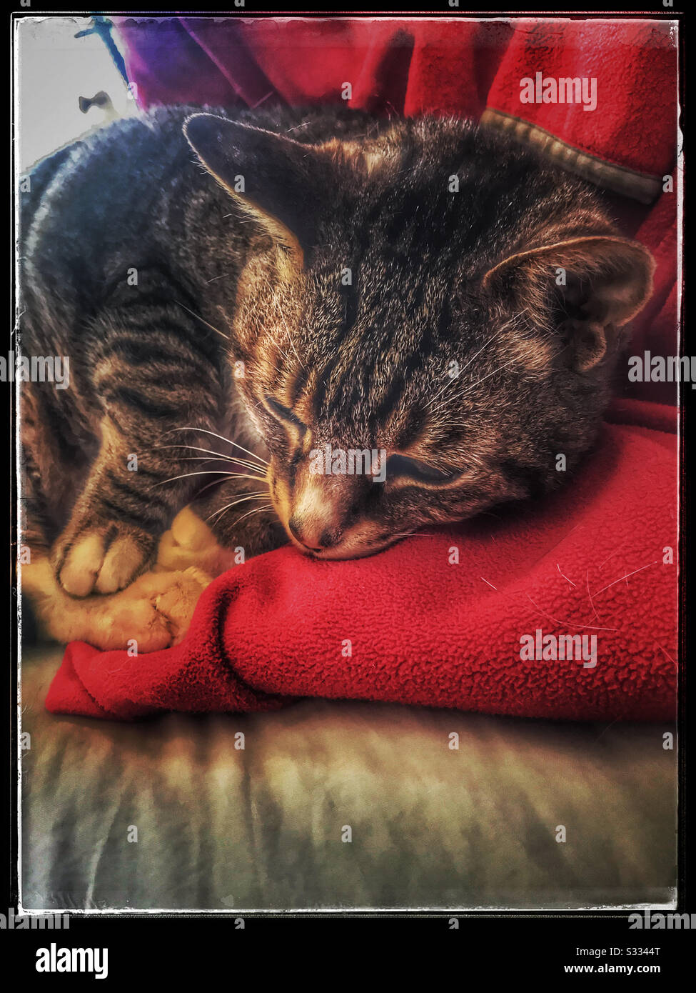 Katze auf rotem Fleece-Oberteil auf dem Bett liegend. Stockfoto