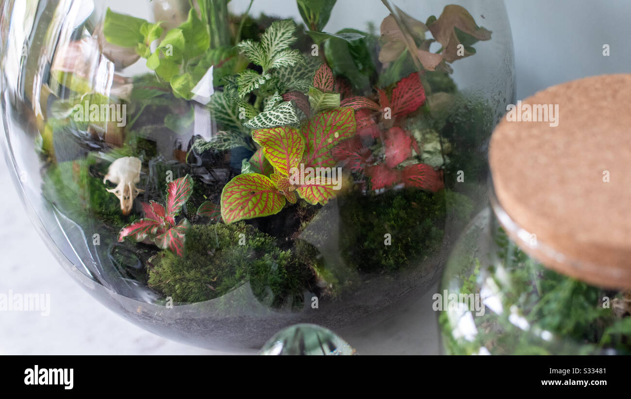 Kleine Pflanzen in einem sich selbst tragenden Ökosystemterrarium Stockfoto