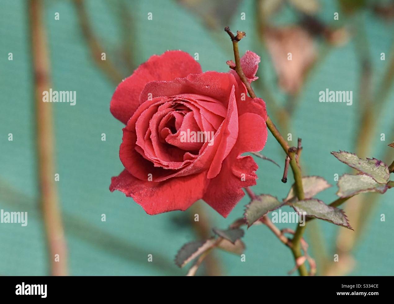 Meine Liebe ist wie eine rote Rose Stockfoto