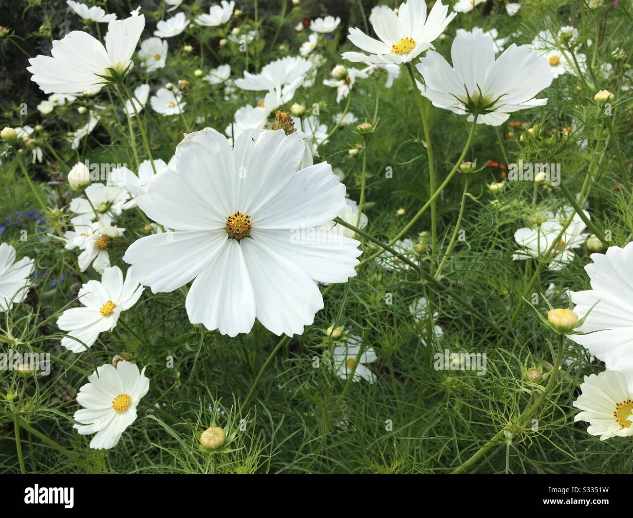 Weißen Kosmos Blumen Stockfoto
