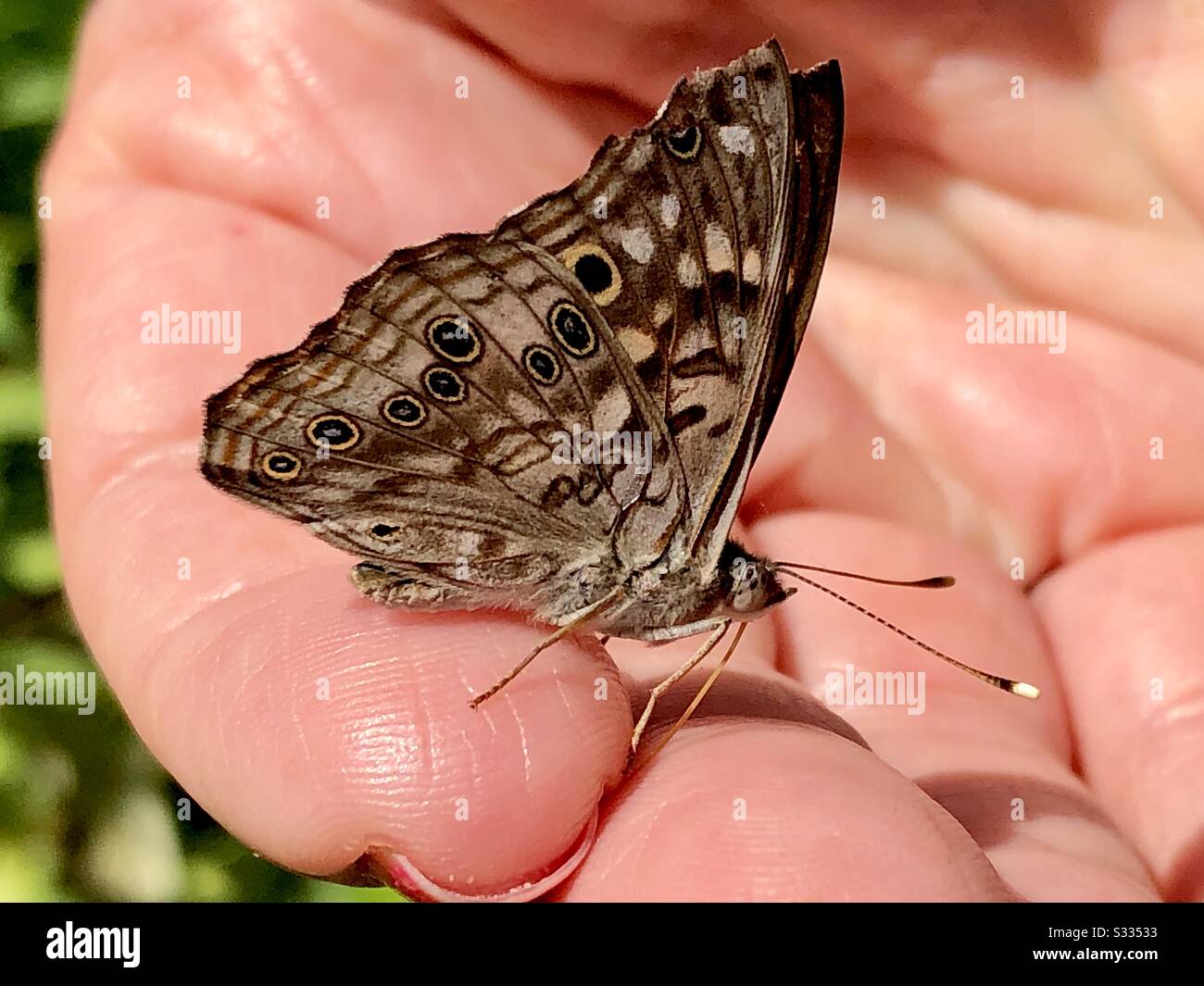Hackberry-Kaiser-Schmetterling an der Hand einer Frau Stockfoto