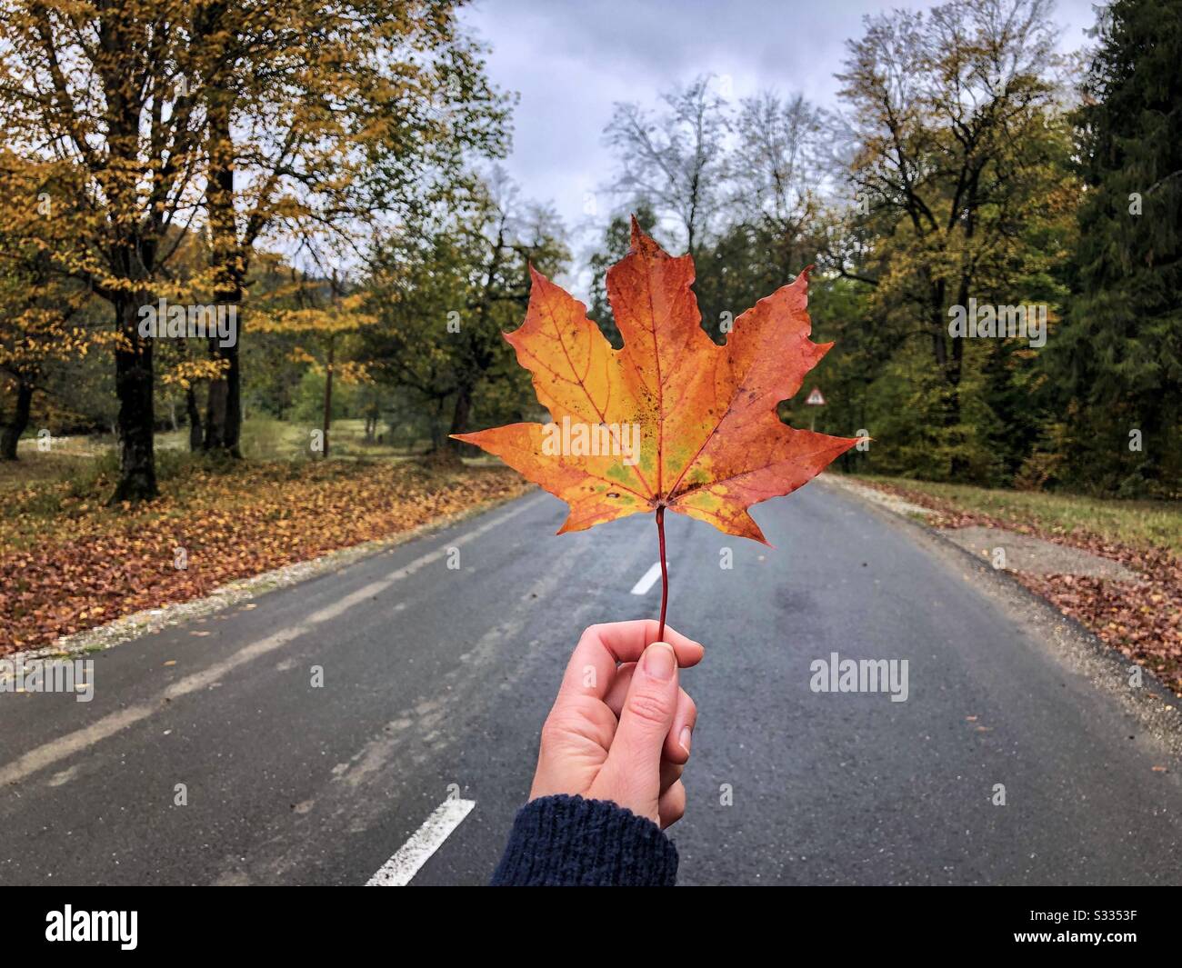 Hand, das Ahorn-Blatt auf der Straße hält Stockfoto