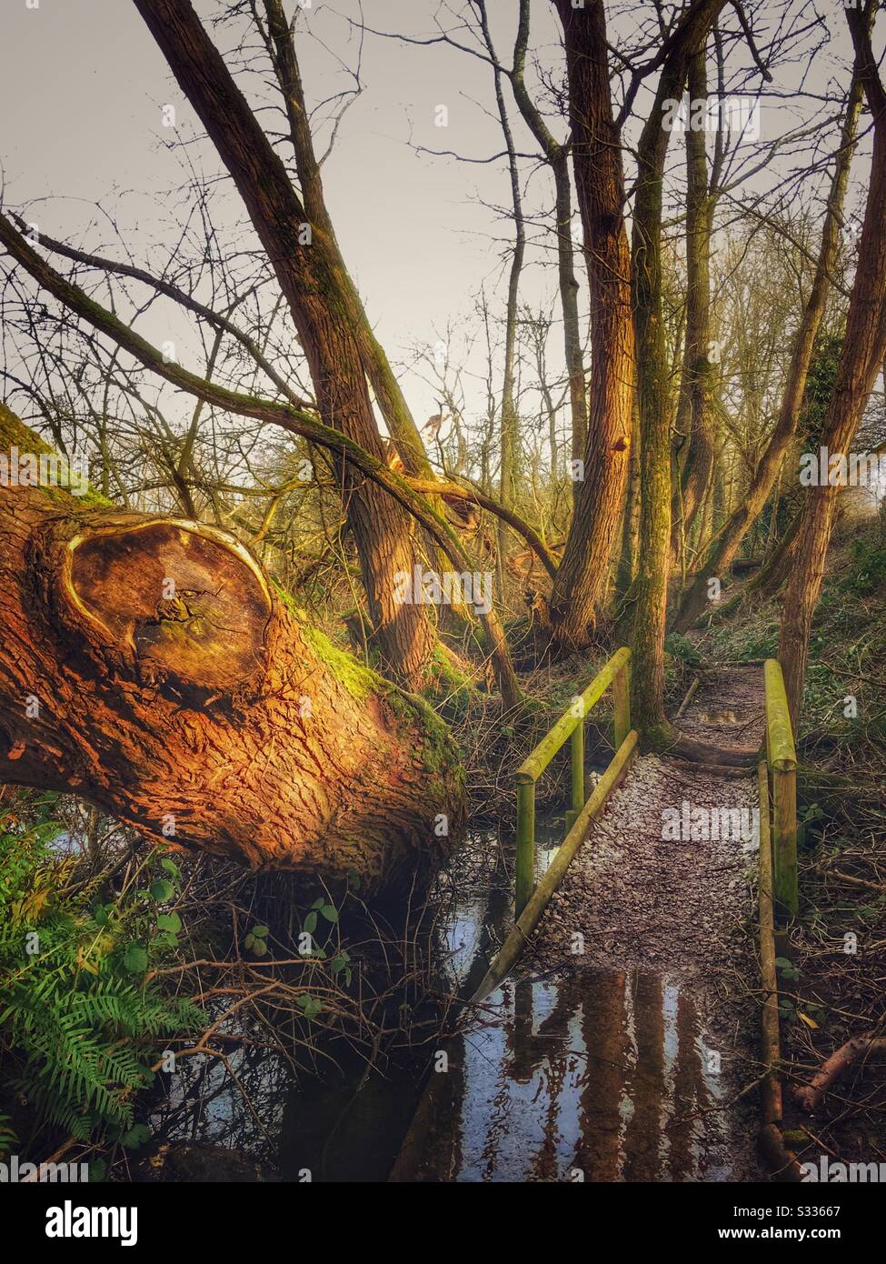 Überschwemmeter öffentlicher Fußweg in Cheshire Uk Stockfoto