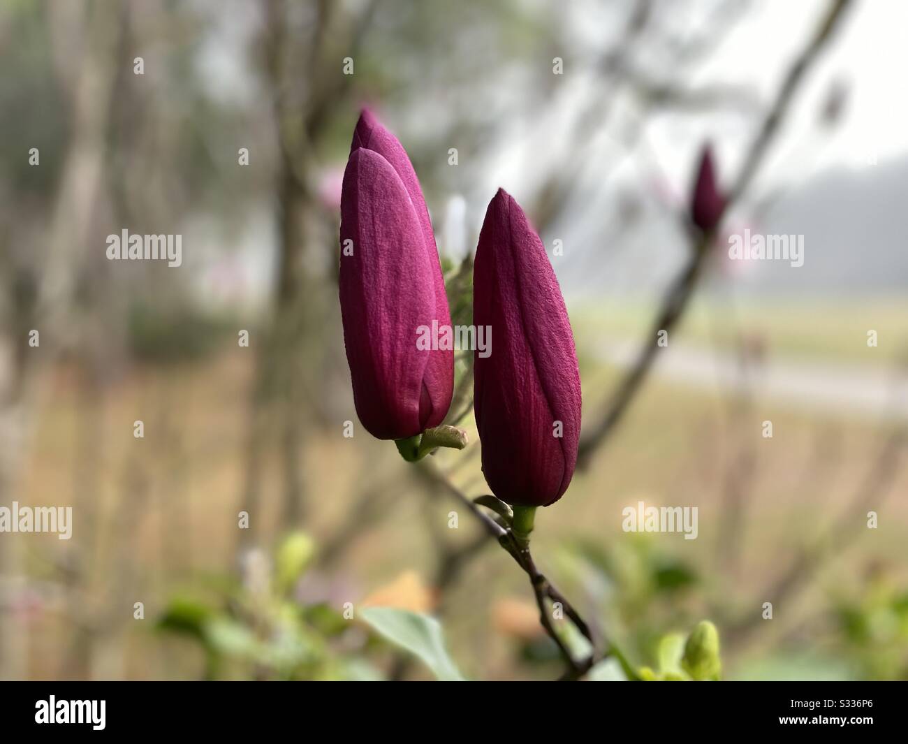 Rosafarbene Knospen eines soulangeana-magnolien-Baums Stockfoto