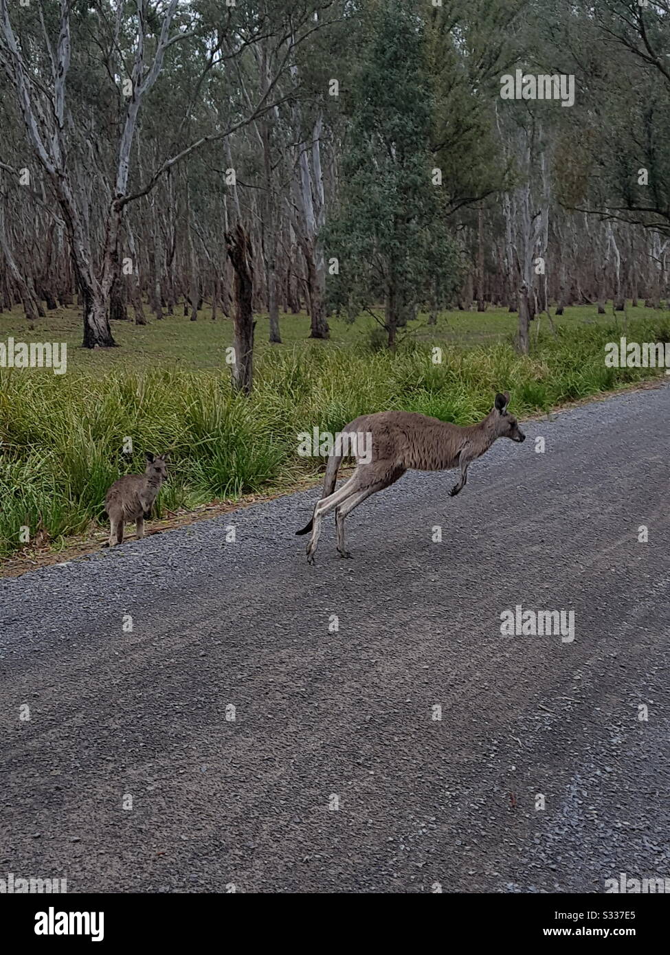 Känguru, das die Straße überquert Stockfoto