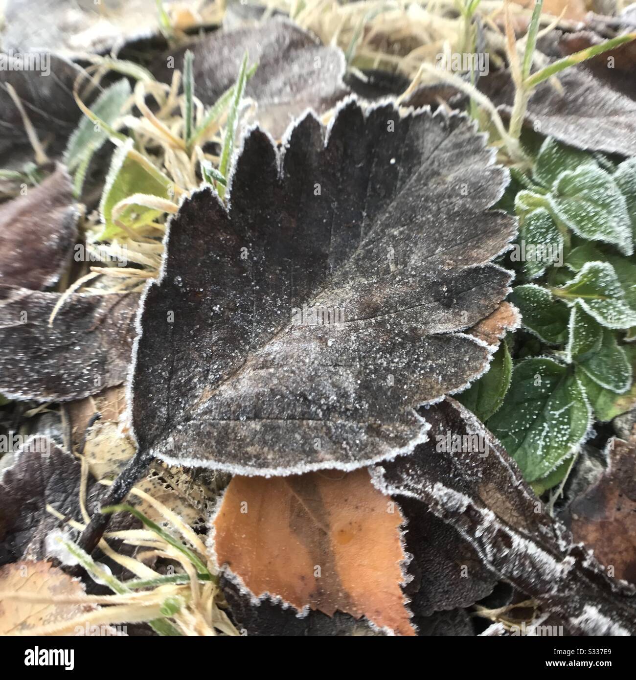 Ein braunes Blatt, das in einem Garten in den schottischen Highlands, Großbritannien, gefroren und mit Frost bedeckt unter den Lamelleneinwurf liegt. Stockfoto