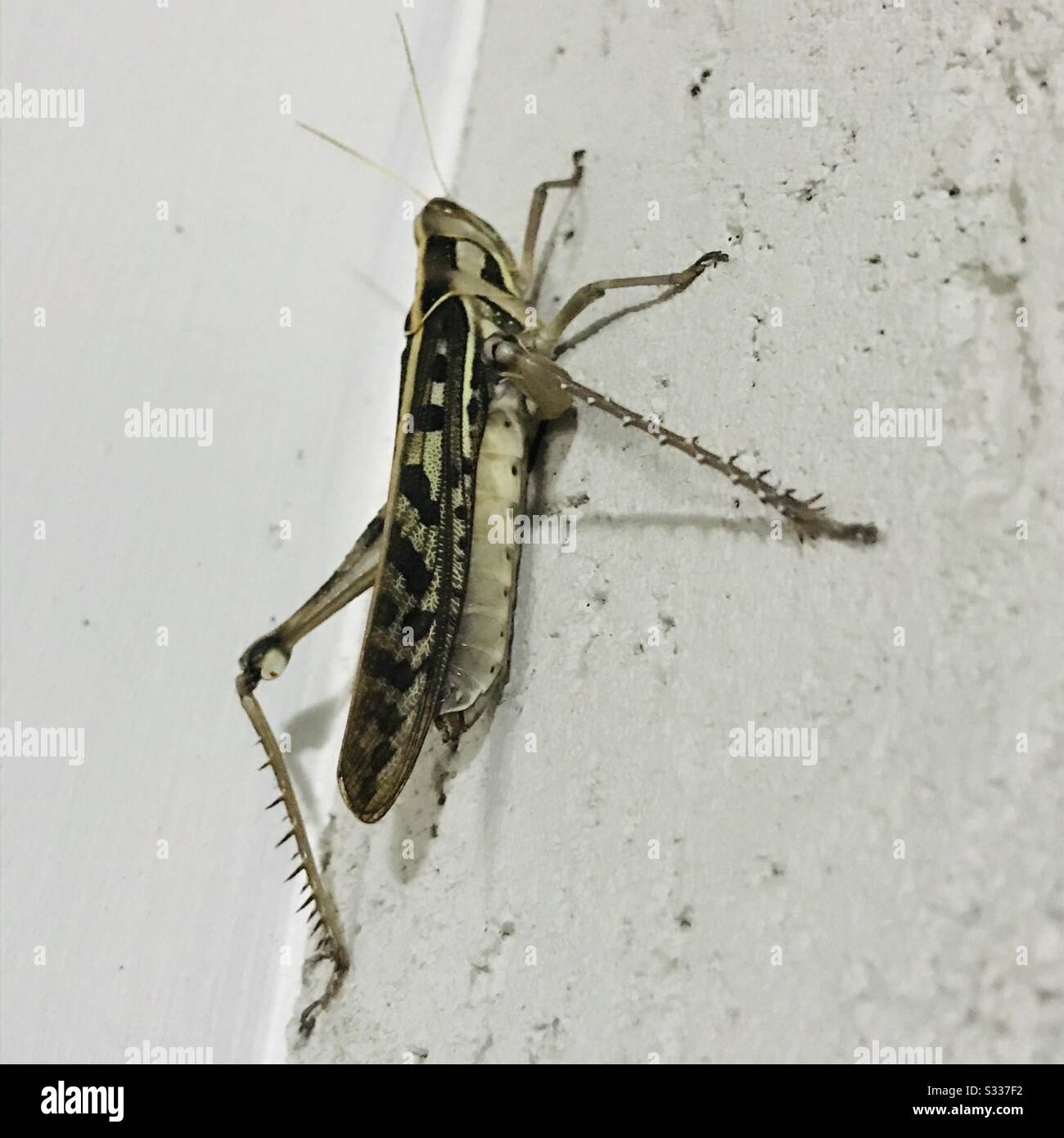 Heuschrecken, kurze gehörnte braune Farbe Grasshopper mit haarigen Beinen gehen zu fliegen, stehen in einer Wand, Gras Trichter-zoomed Nahaufnahme Bild Stockfoto