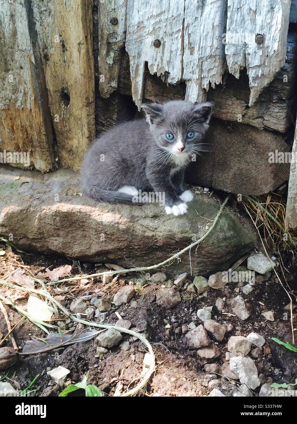 Stall-Katze Stockfoto