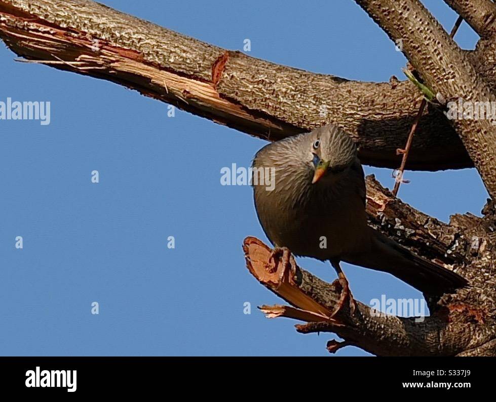 Brahminy starling Stockfoto