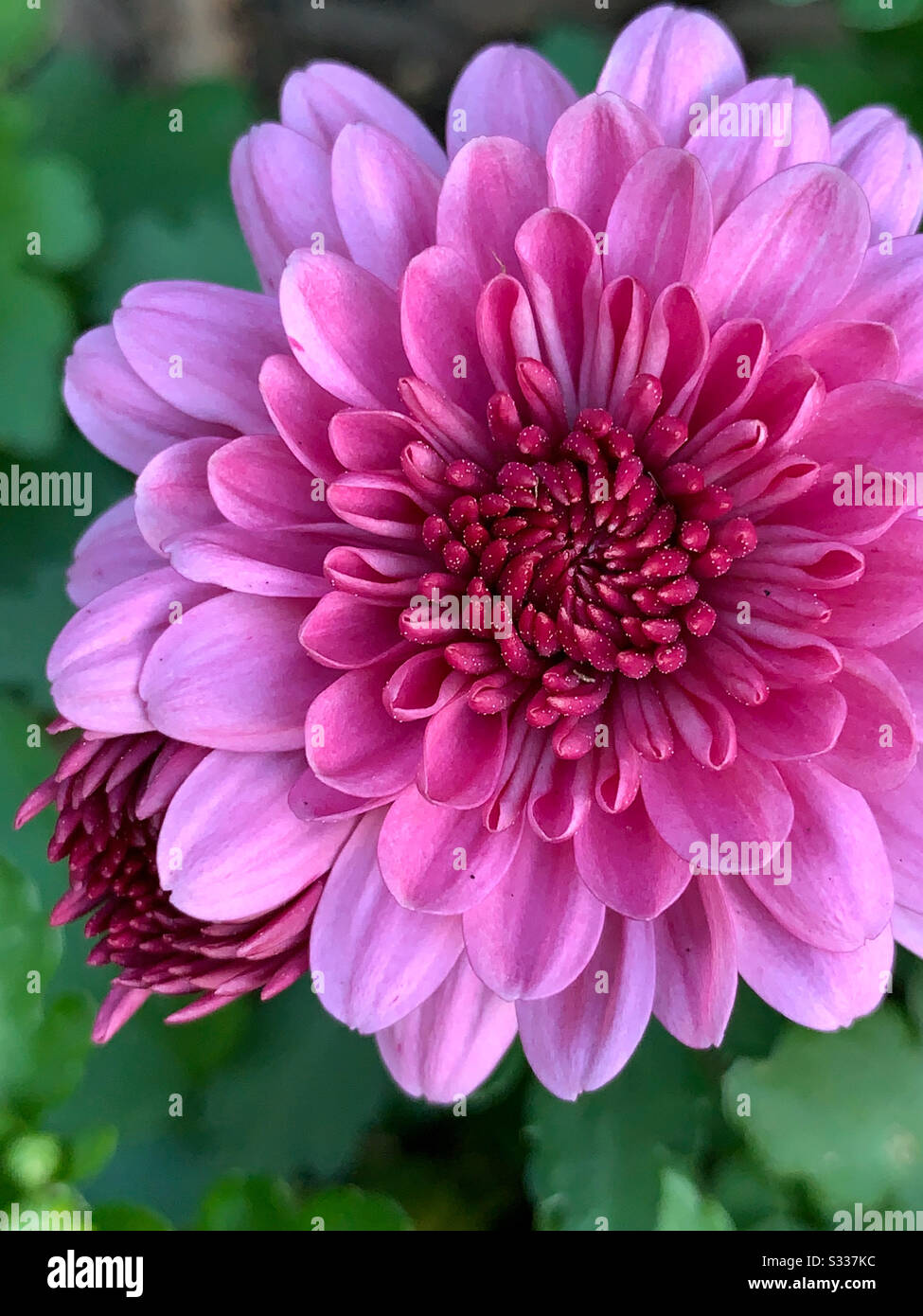 Violette Mama mit Blütendetails Stockfoto