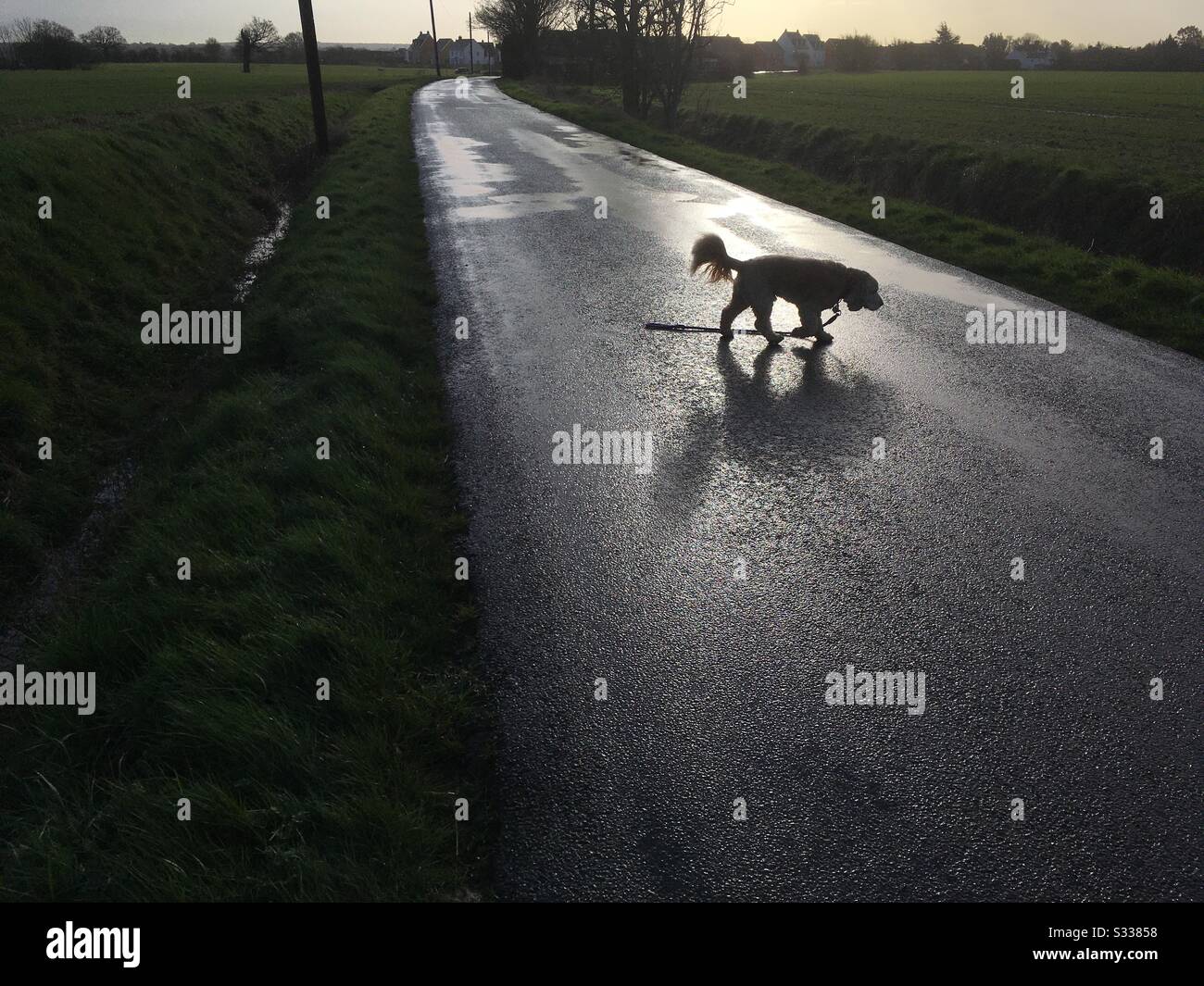 Cocker Spaniel 'Sweep' macht sich auf einen Spaziergang am Morgen. Stockfoto