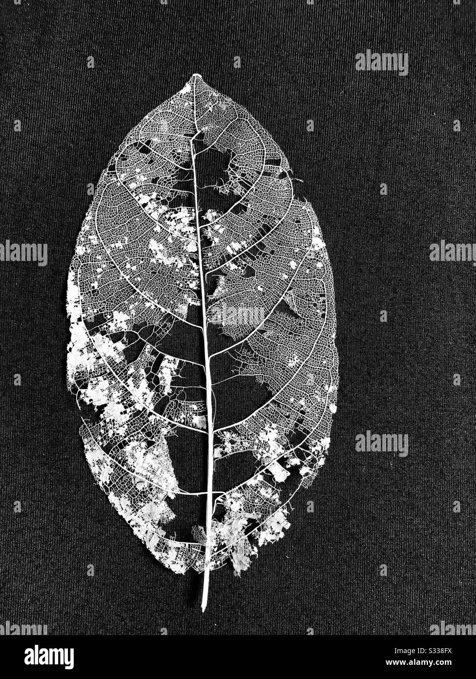 Das Spitzenmuster des Blattseletts, das unter dem Angsana-Baum gefunden wurde, der die Struktur der Venen zeigt, nahm mit schwarzem Hintergrund Schnappschuss Stockfoto