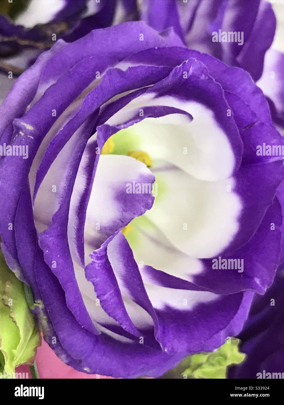 Dünne Gewebeschichten verleihen Ranunculus Tomer Picotee Blumen eine Rose  wie Schönheit, Lang anhaltende Schnittblumen in einer Blumenstrauß - blaue  Blume ähnlich Rosen alias lila Blume, Butterbecher - Farbwechsel  Stockfotografie - Alamy