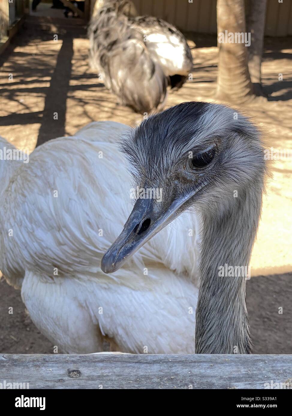 Nahaufnahme des Gesichts eines grauen emu-vogels Stockfoto