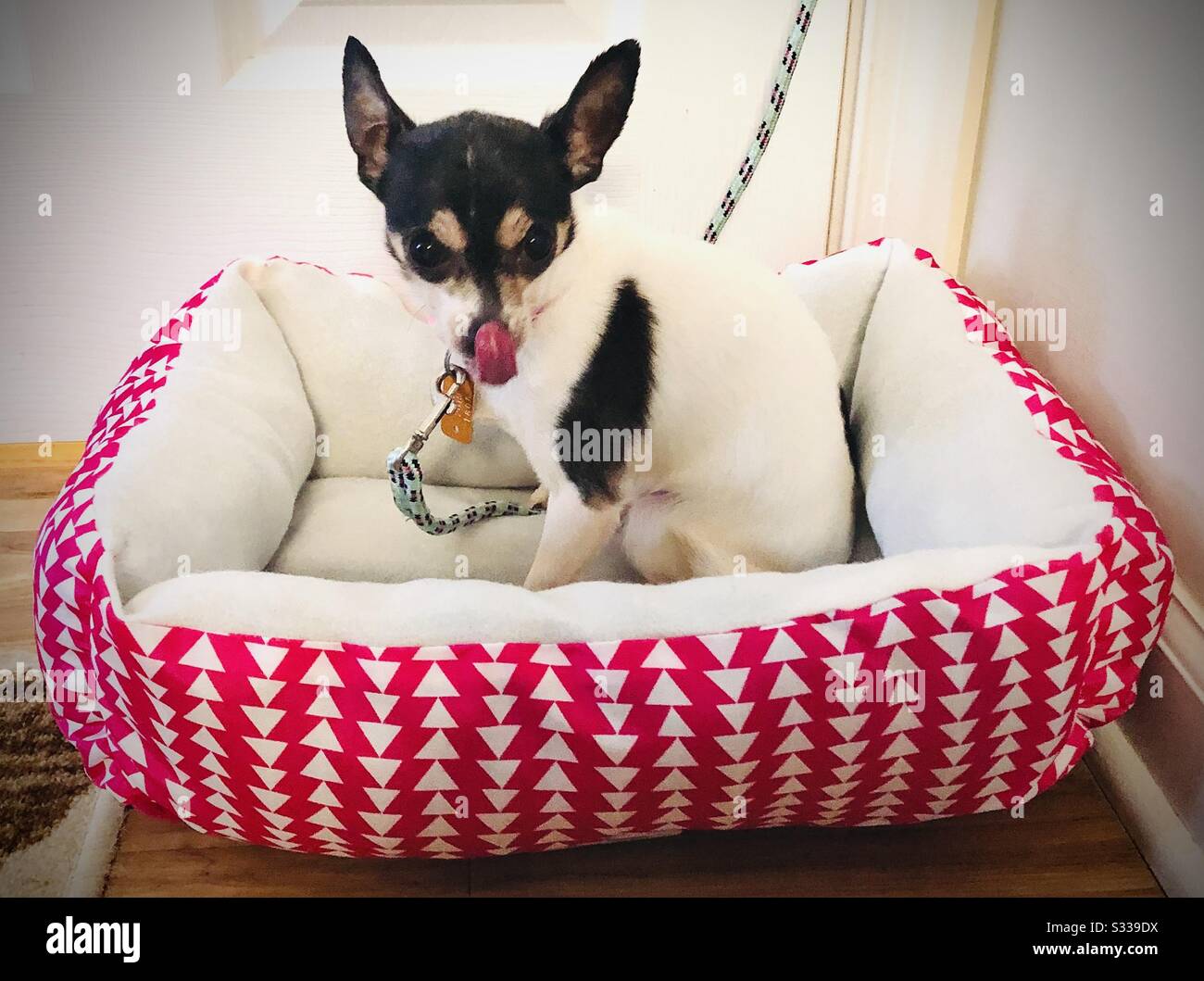 Chihuahua Teacup Stockfoto