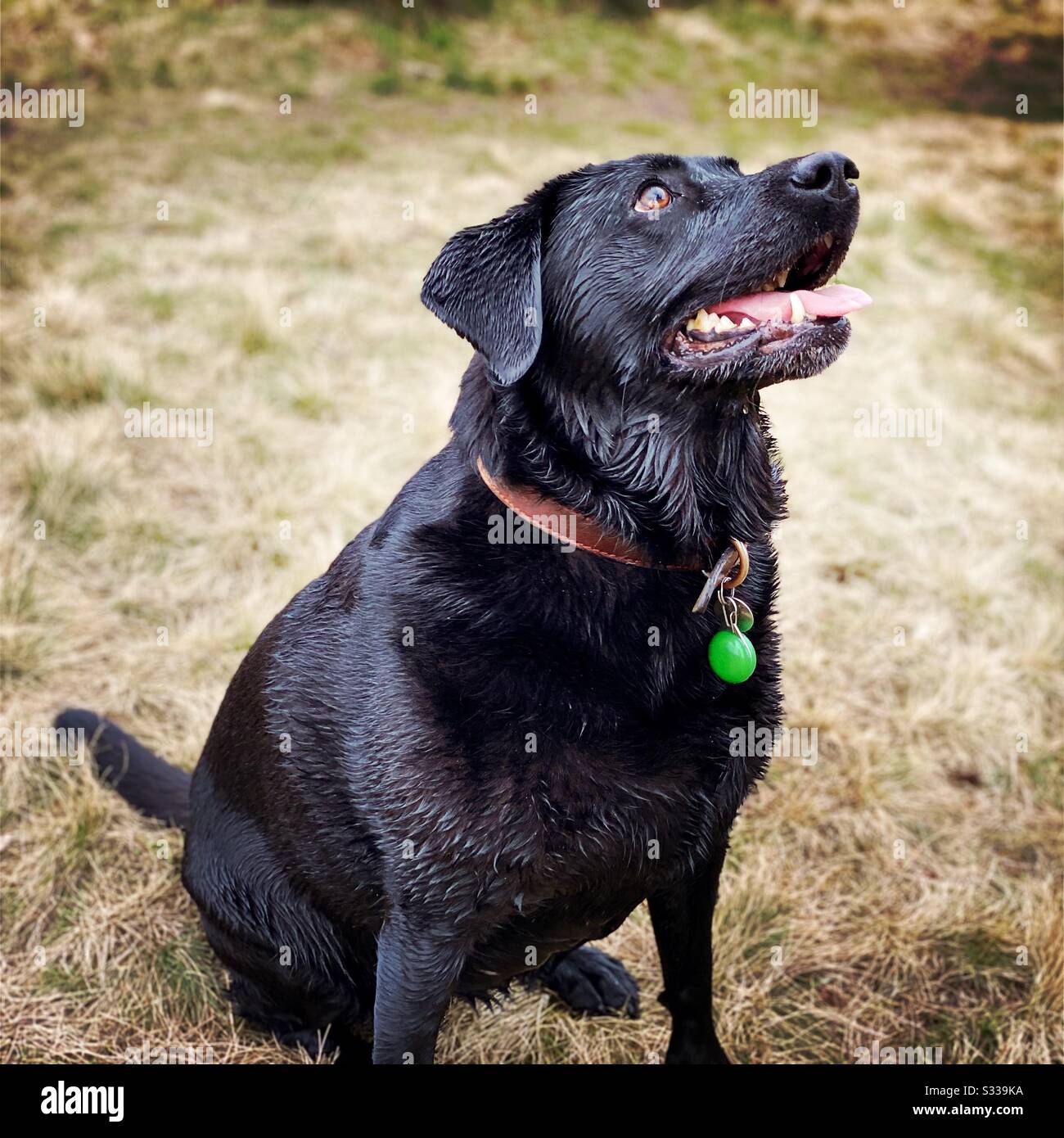 Nahaufnahme eines reifen Hundes aus schwarzem Labrador, der an einem nassen Herbsttag im Freien sitzt, mit einseitigem Fellmantel.mit braunem Lederkragen - Smartphone-aufgenommenes Stockfoto