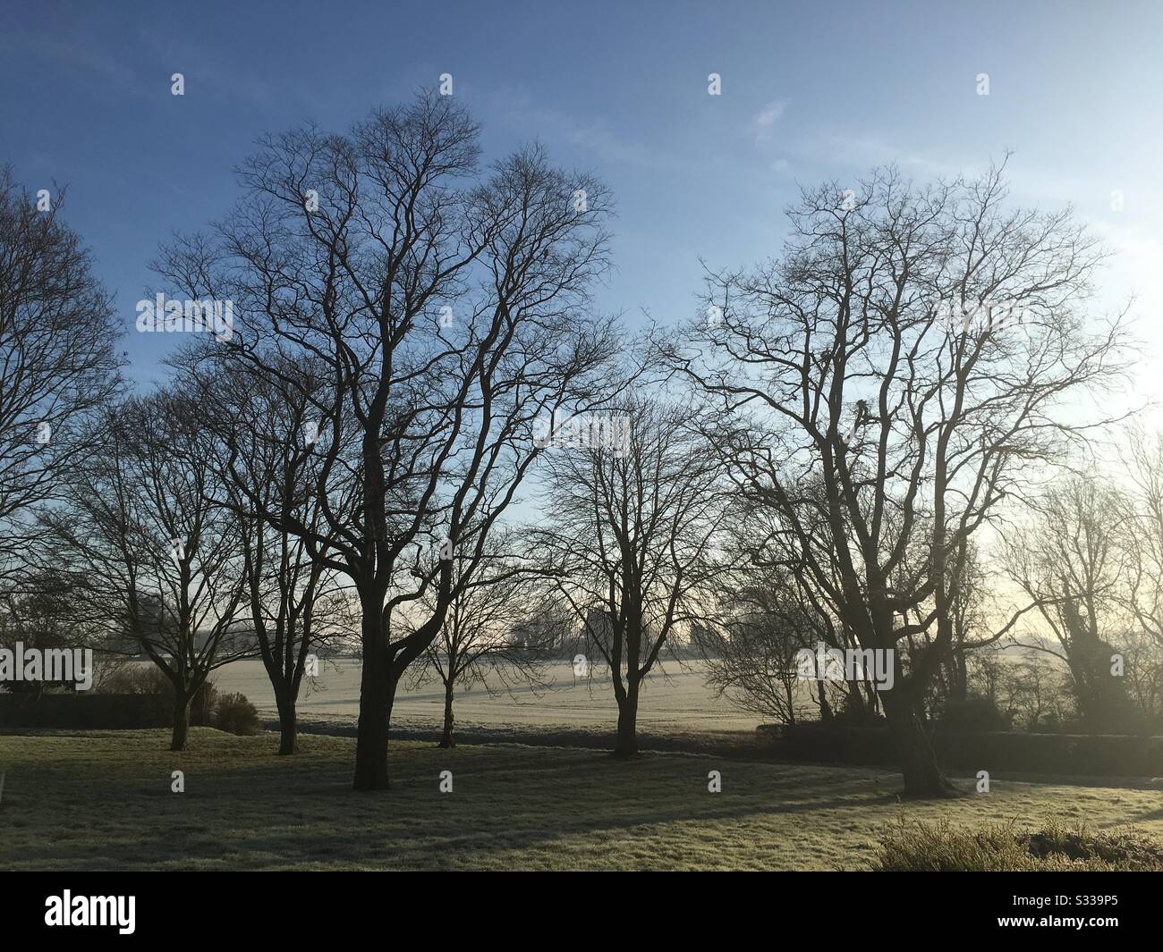 Duftige Landschaft am Wintermorgen mit Bäumen und Feldern mit Sonne, die versuchen zu durchbrechen Stockfoto