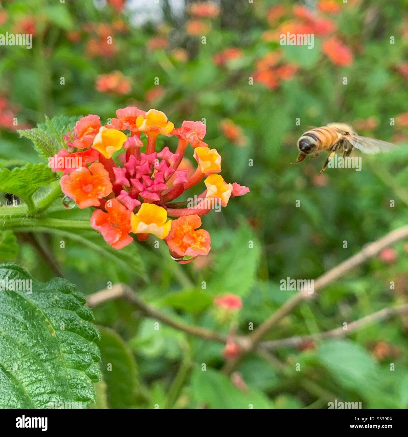 Eine Biene, die von orangefarbenen Blumen wegfliegt - Smartphone-aufgenommenes Stockfoto