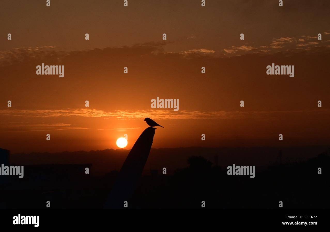 Vögel bei Sonnenuntergang Stockfoto