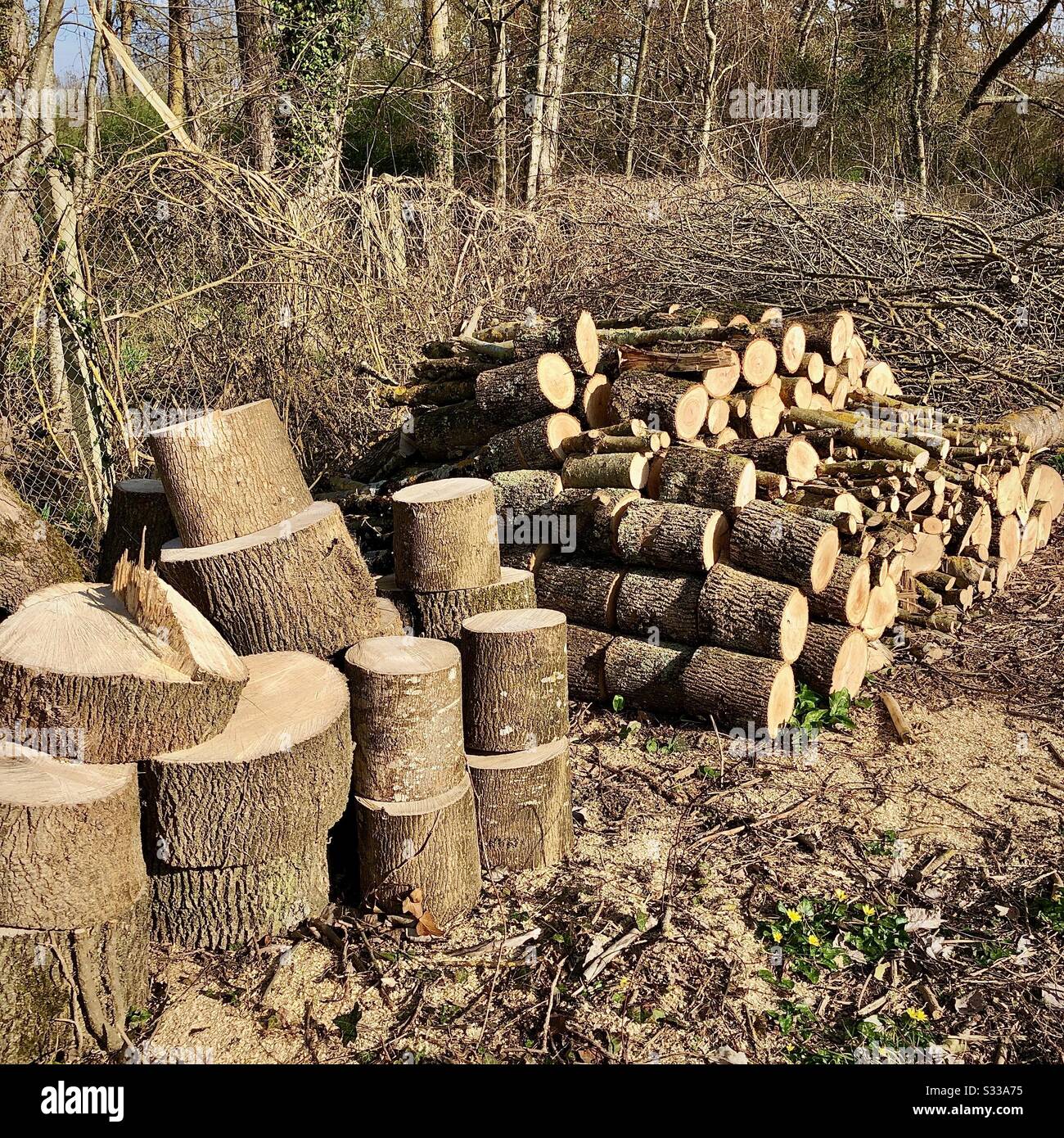 Stapel frisch geschnittener Eichenstämme für heimisches Brennholz. Stockfoto