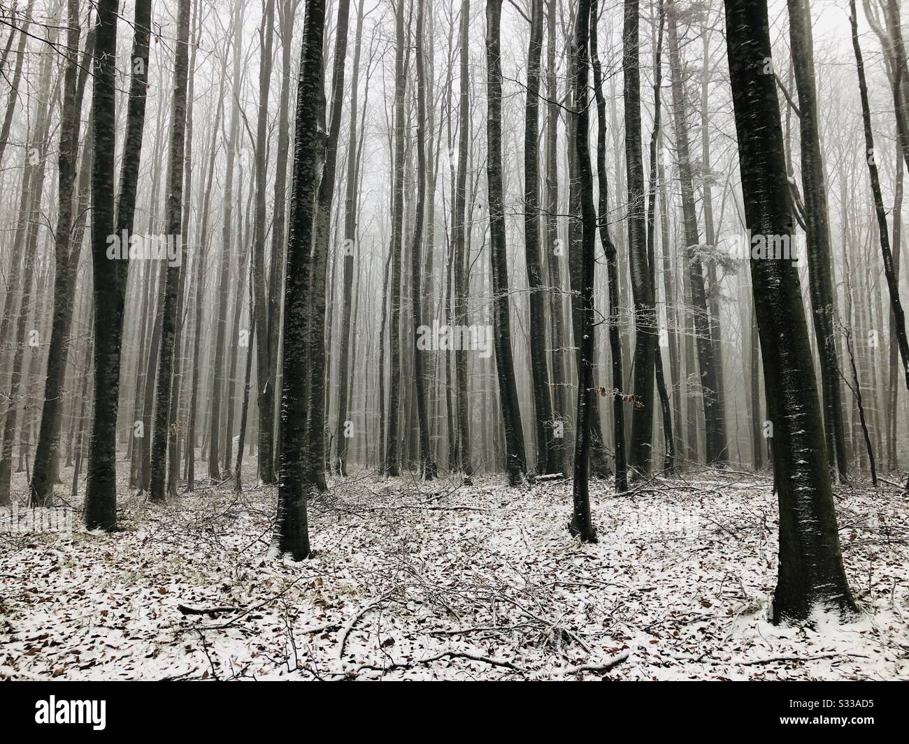 Nebel im Wald im Winter Stockfoto