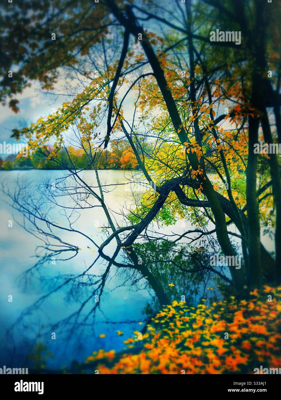 Herbstbäume über Wasser bilden eine spektakuläre Herbstszene mit dunklen Ästen und bunten Blättern, die den See mit stürmischem Himmel im Hintergrund berühren. Stockfoto