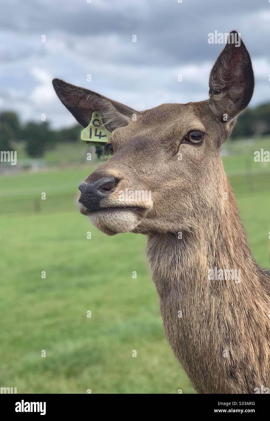 Rehe Nummer 14 Stockfoto