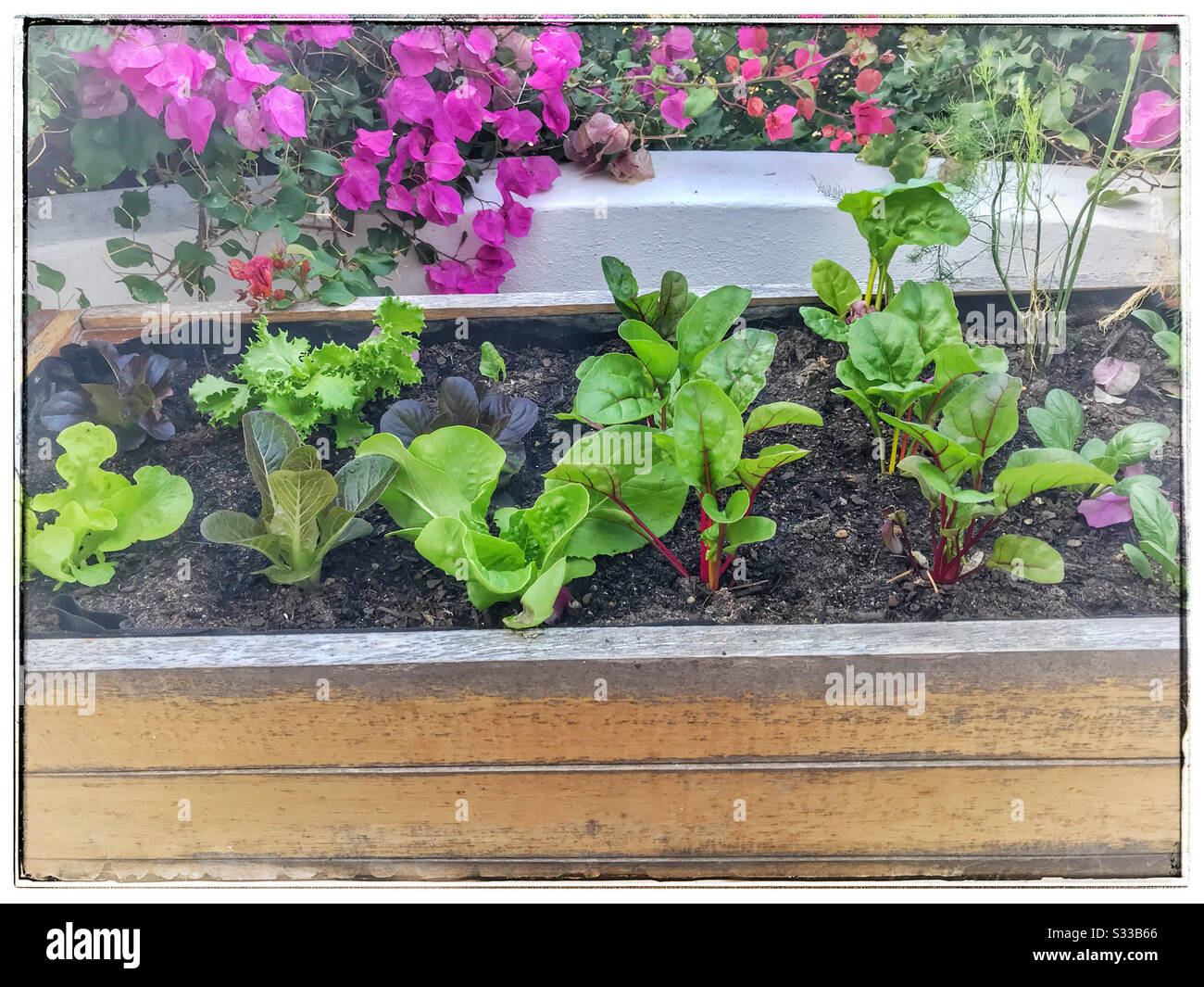 Gartenarbeit in Holz-Pflanzenbox auf Terrasse. - Smartphone-aufgenommenes Stockfoto