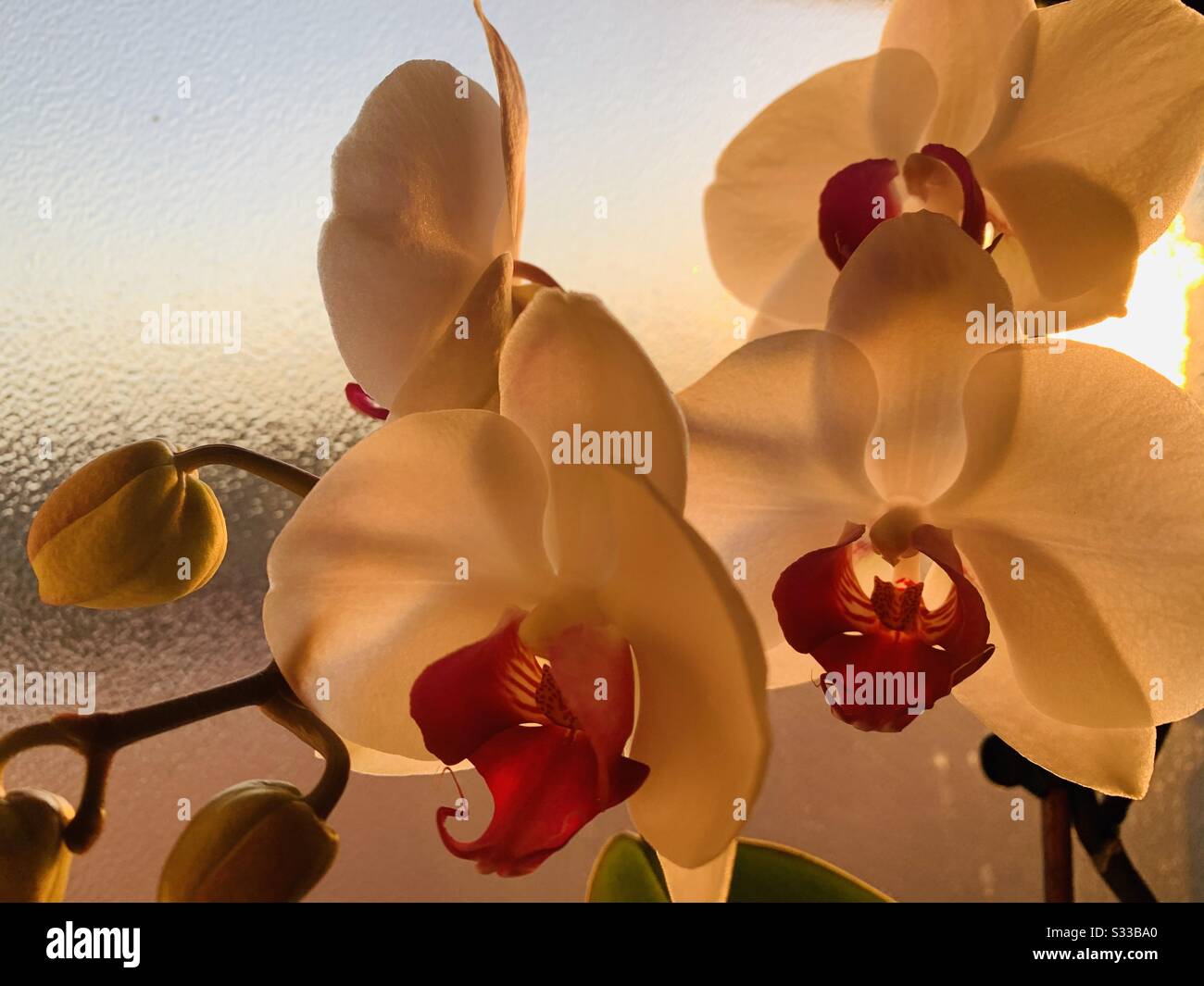 Lilienbasken im Sonnenaufgang Stockfoto