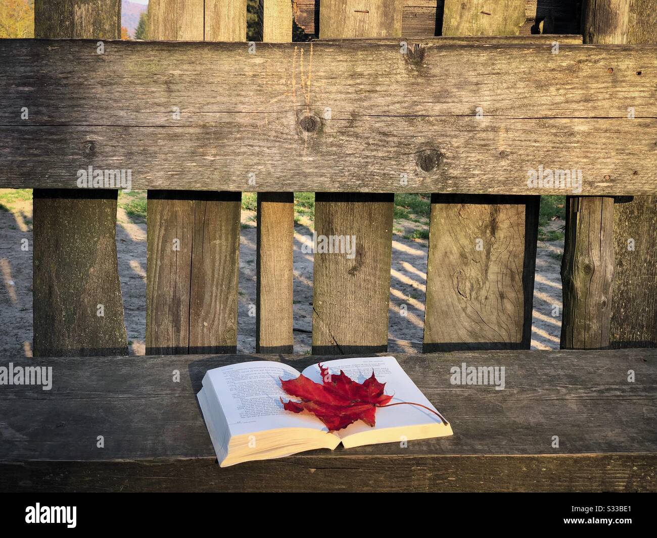 Buch- und Ahorn-Blatt auf Holzbank - Smartphone-aufgenommenes Stockfoto