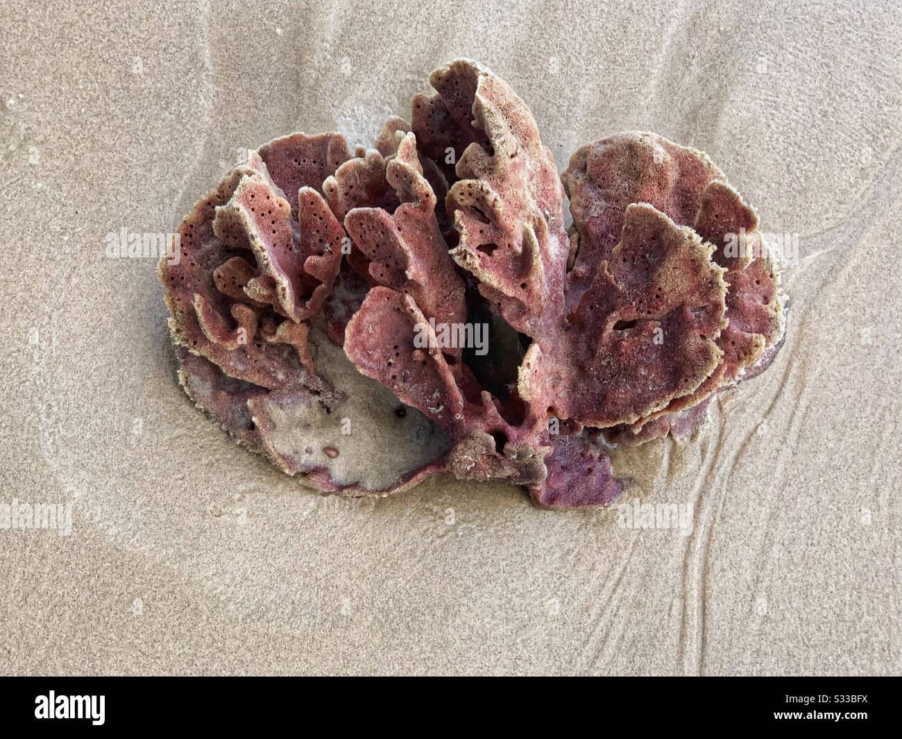 Großer roter und brauner Meeresschwamm, der am Strand aufgeschwemmt wurde, wie eine Blume Stockfoto