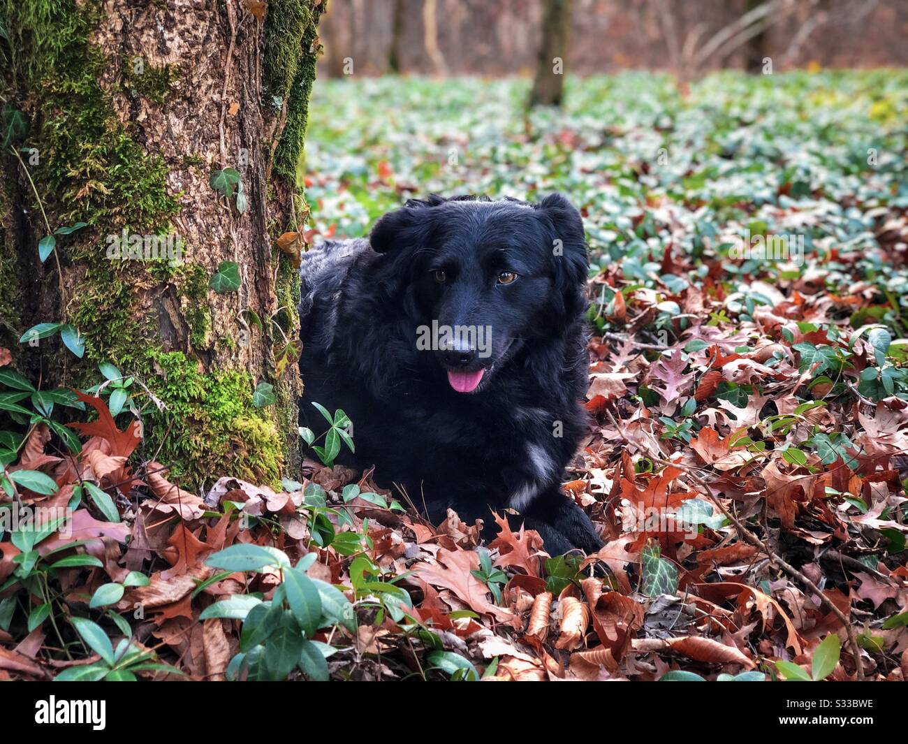 Schwarzer Hund versteckt sich hinter einem Baum Stockfoto