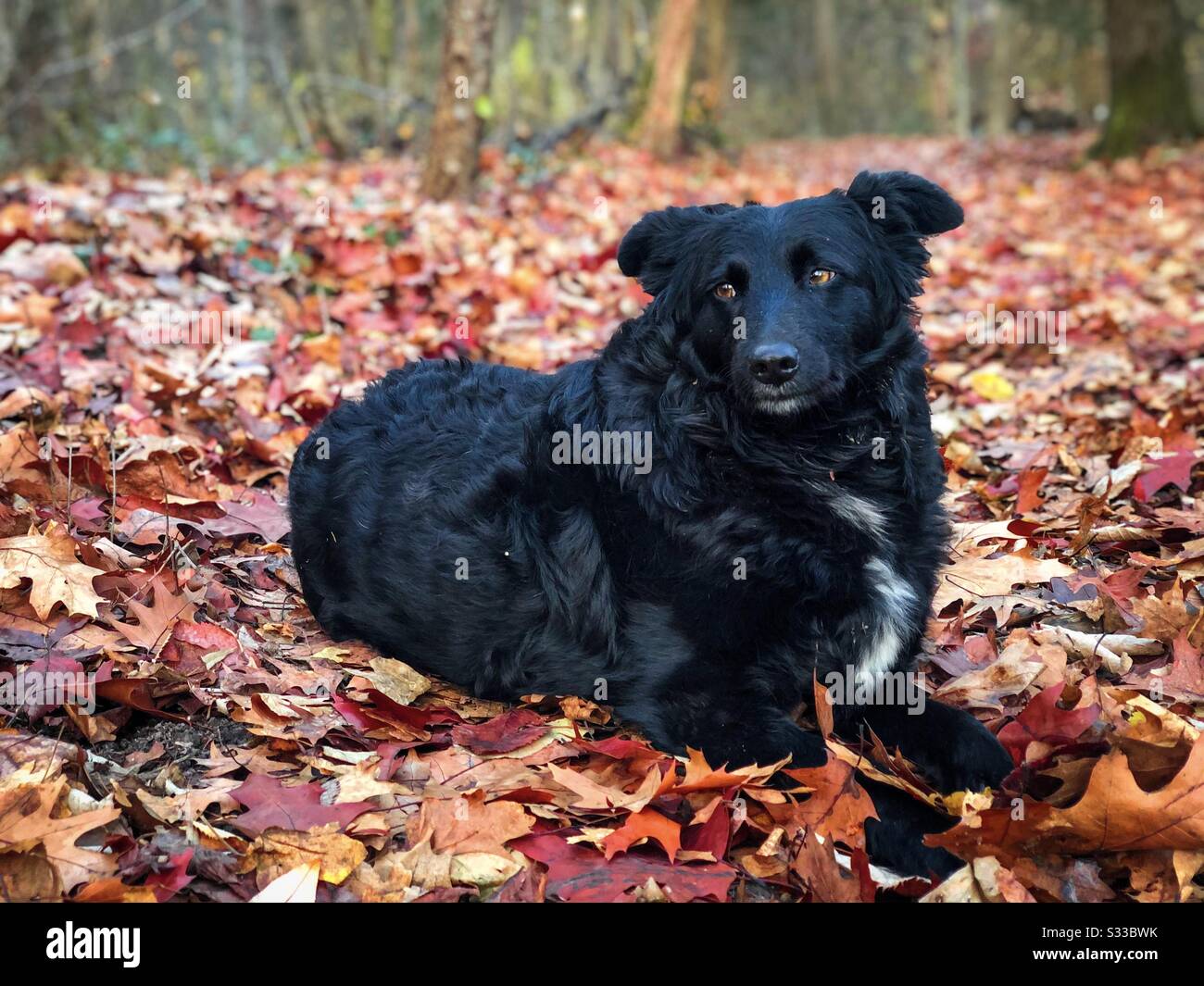 Schwarzer Hund im Wald im Herbst Stockfoto