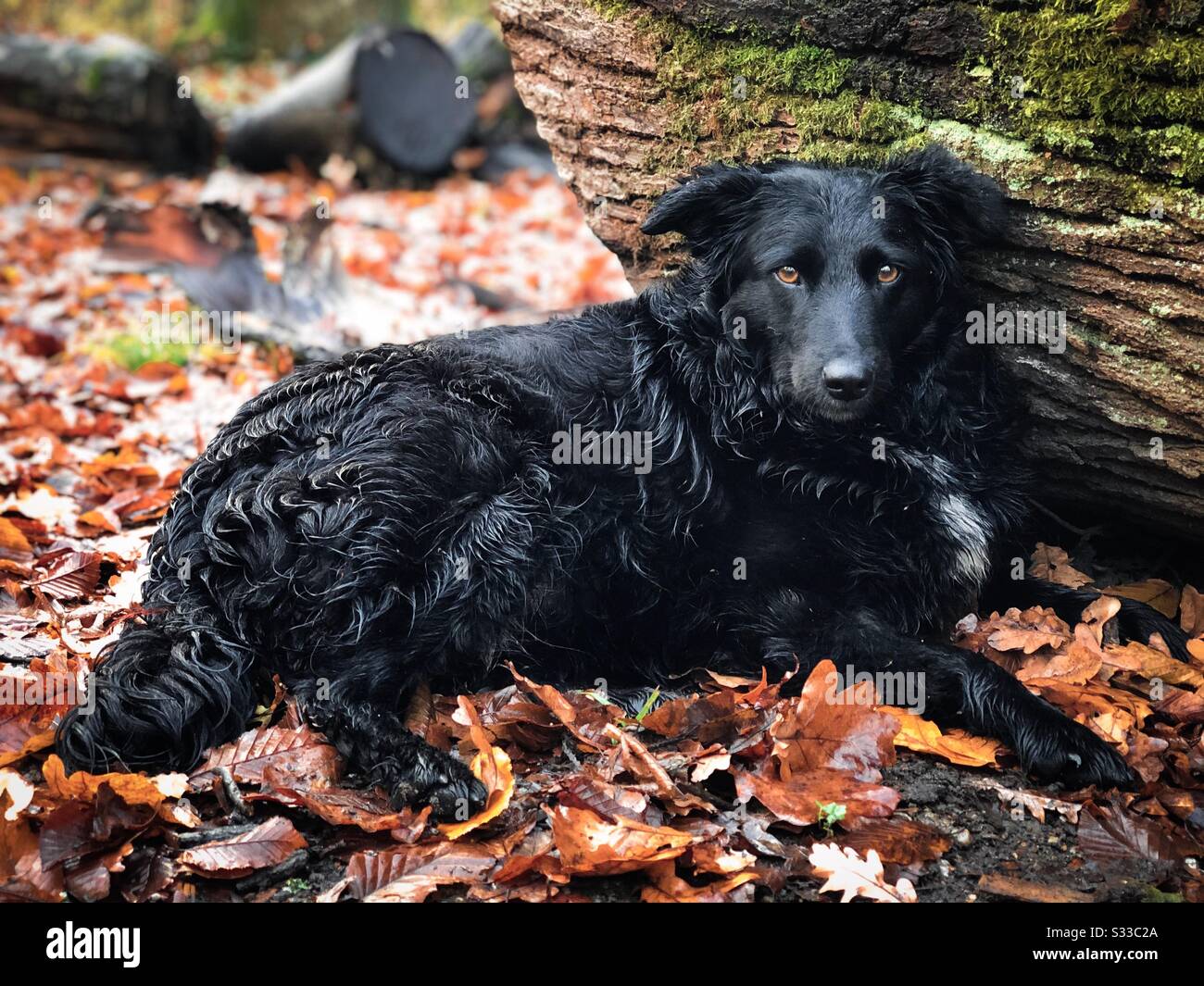 Süßer schwarzer Hund im Herbst im Wald Stockfoto