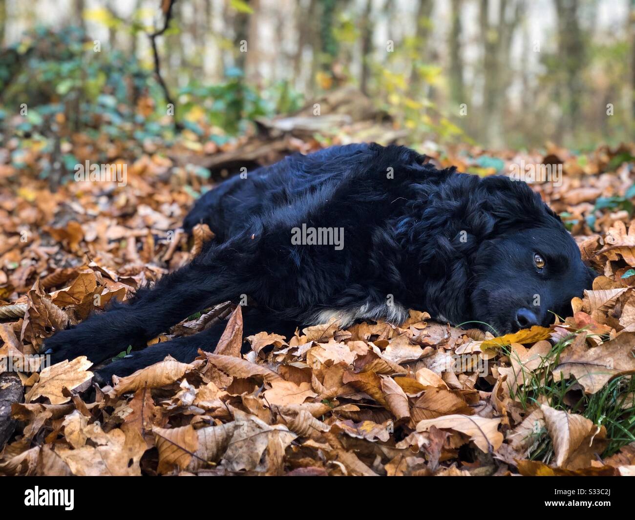 Süßer schwarzer Hund, der sich in den Herbstblättern ausruht Stockfoto