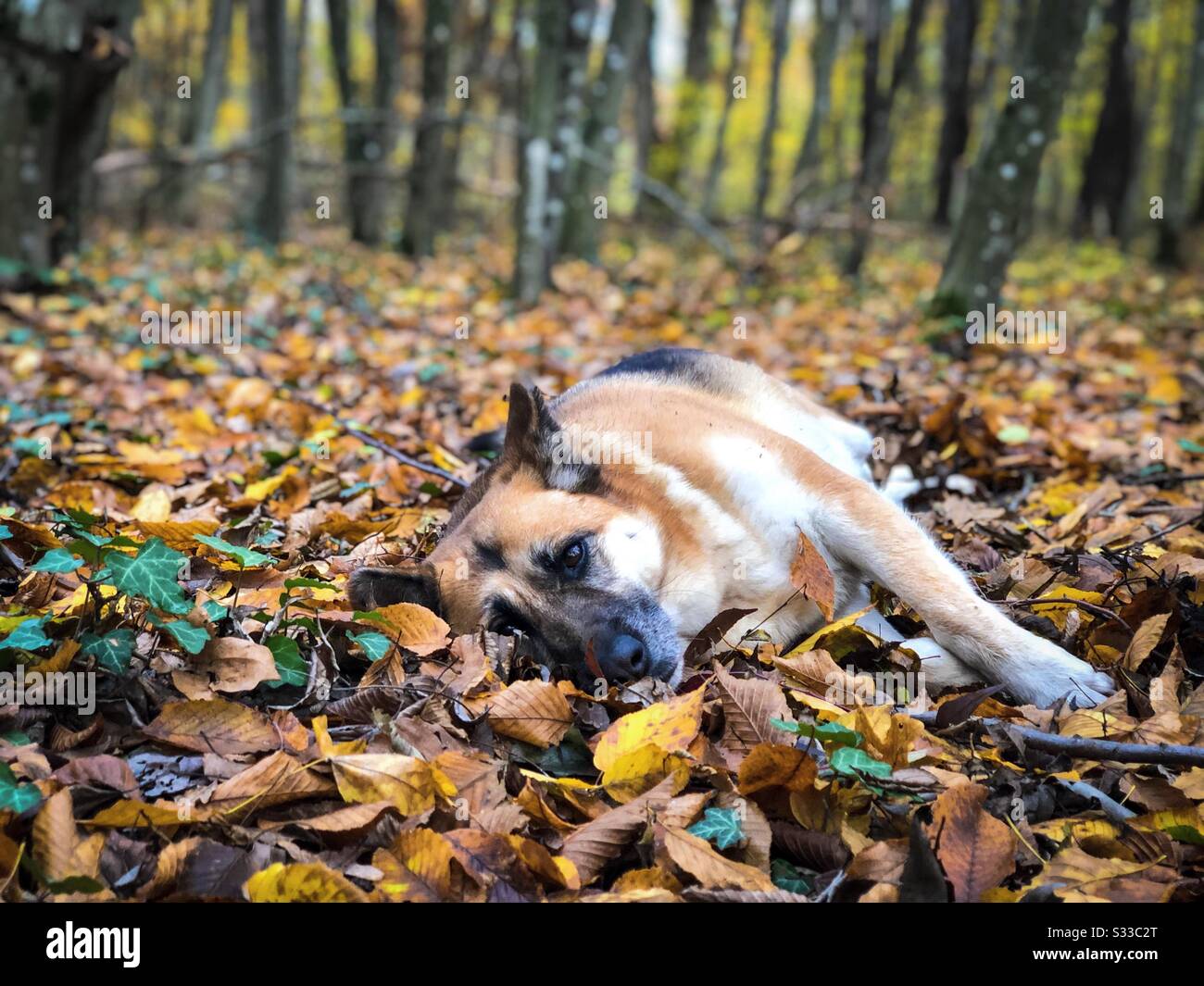 Süßer deutscher Hirte legt im Herbst Blätter Stockfoto