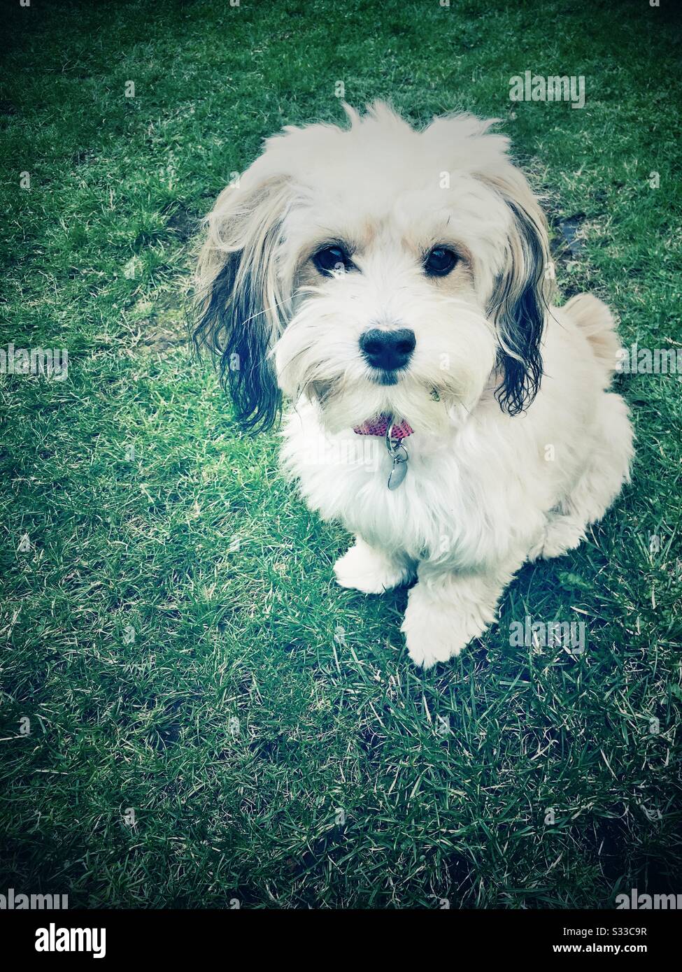 Kleiner weißer havanesischer Hund, auf Gras sitzend Stockfoto