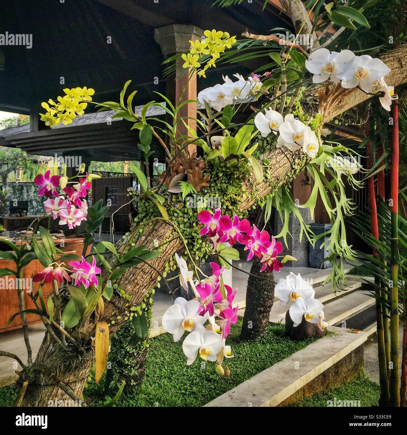 Orchideen an der Rezeption im Desa Visesa, einem Luxusresort in der Nähe von Ubud, Bali, Indonesien - Smartphone-aufgenommenes Stockfoto