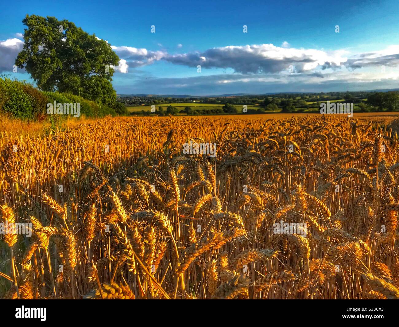 Weizenfeld - Smartphone-aufgenommenes Stockfoto