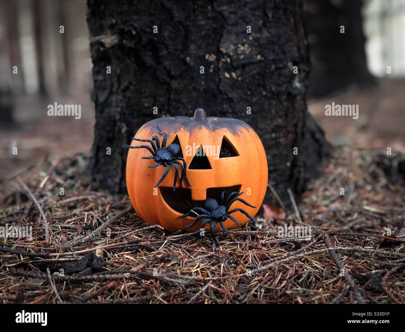 Kürbis dekoriert für Halloween mit Spinnen in den Augen Stockfoto