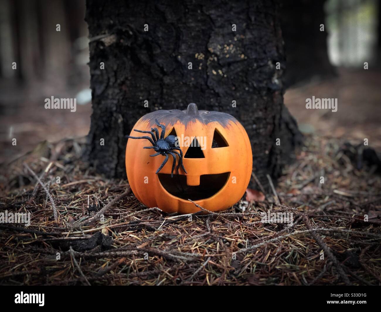 Kürbis dekoriert für Halloween mit Spinne im Auge - Smartphone-aufgenommenes Stockfoto