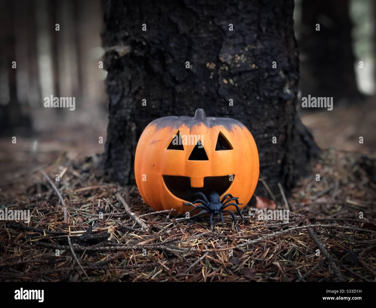 Kürbis dekoriert für Halloween mit Spinnen daneben - Smartphone-aufgenommenes Stockfoto