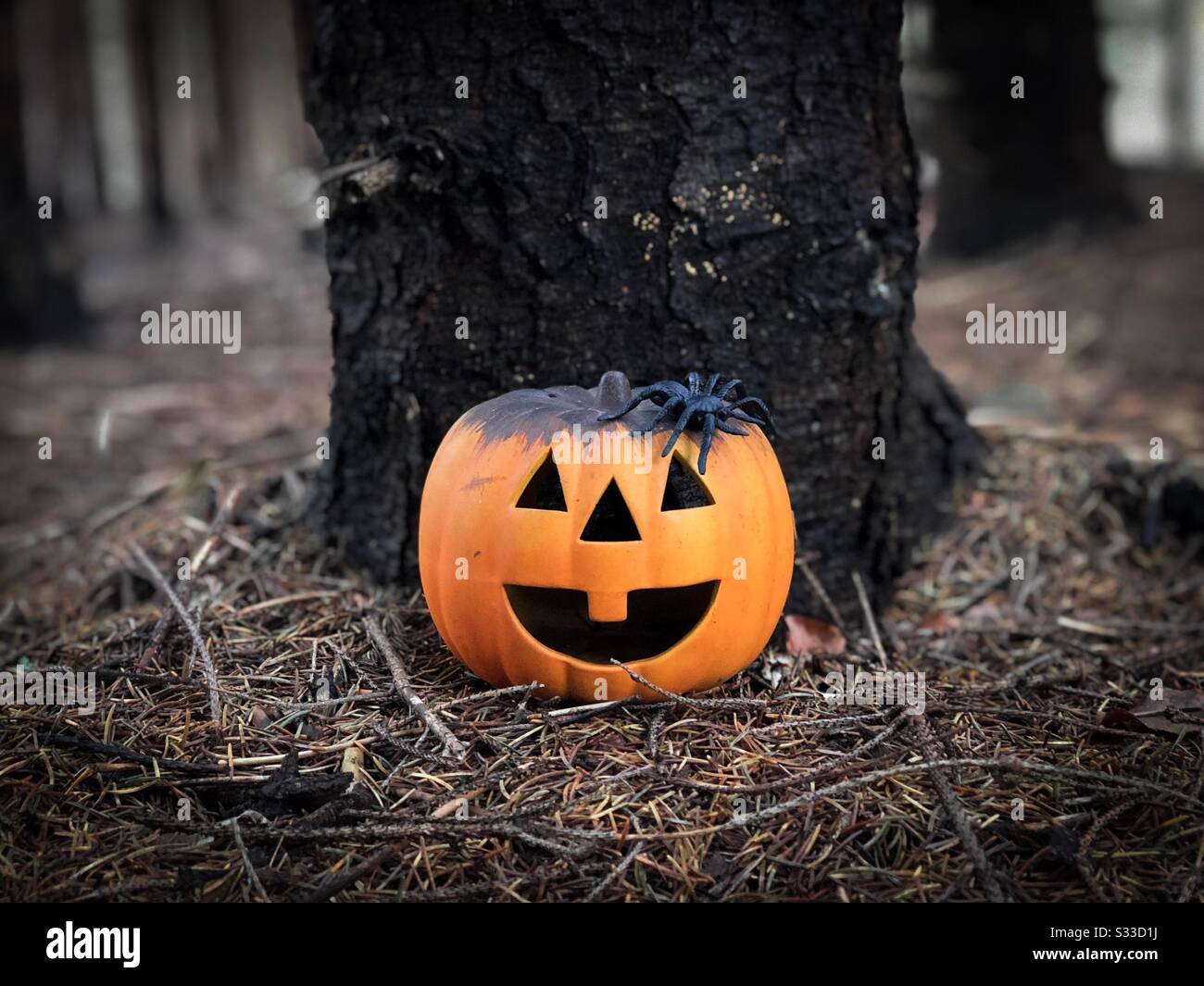 Kürbis dekoriert für Halloween mit Spinnen daneben Stockfoto