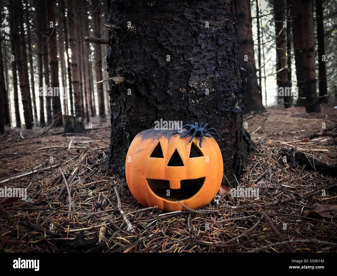 Kürbis dekoriert für Halloween mit Spinnen daneben - Smartphone-aufgenommenes Stockfoto