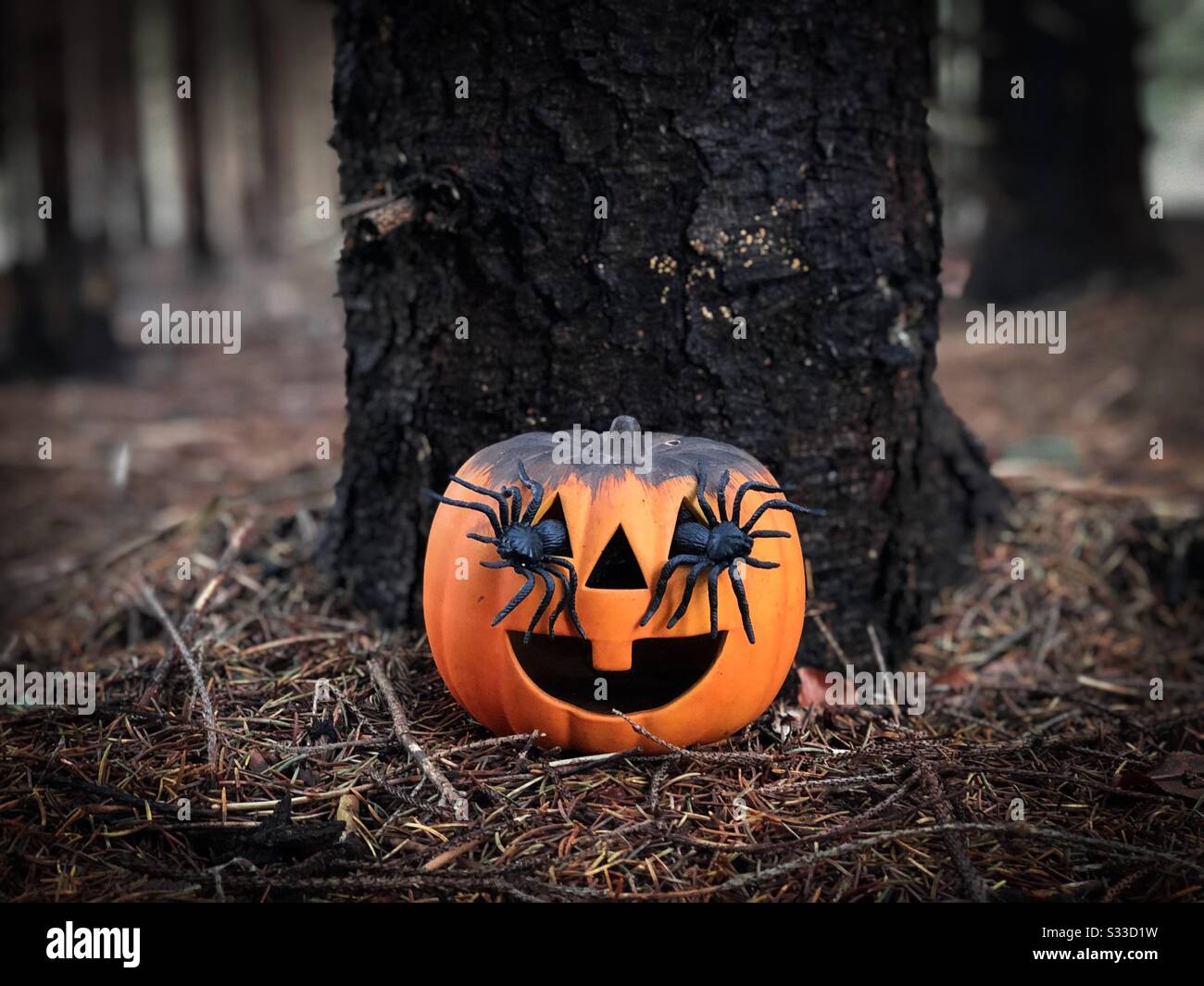 Kürbis dekoriert für Halloween mit Spinnen in den Augen Stockfoto
